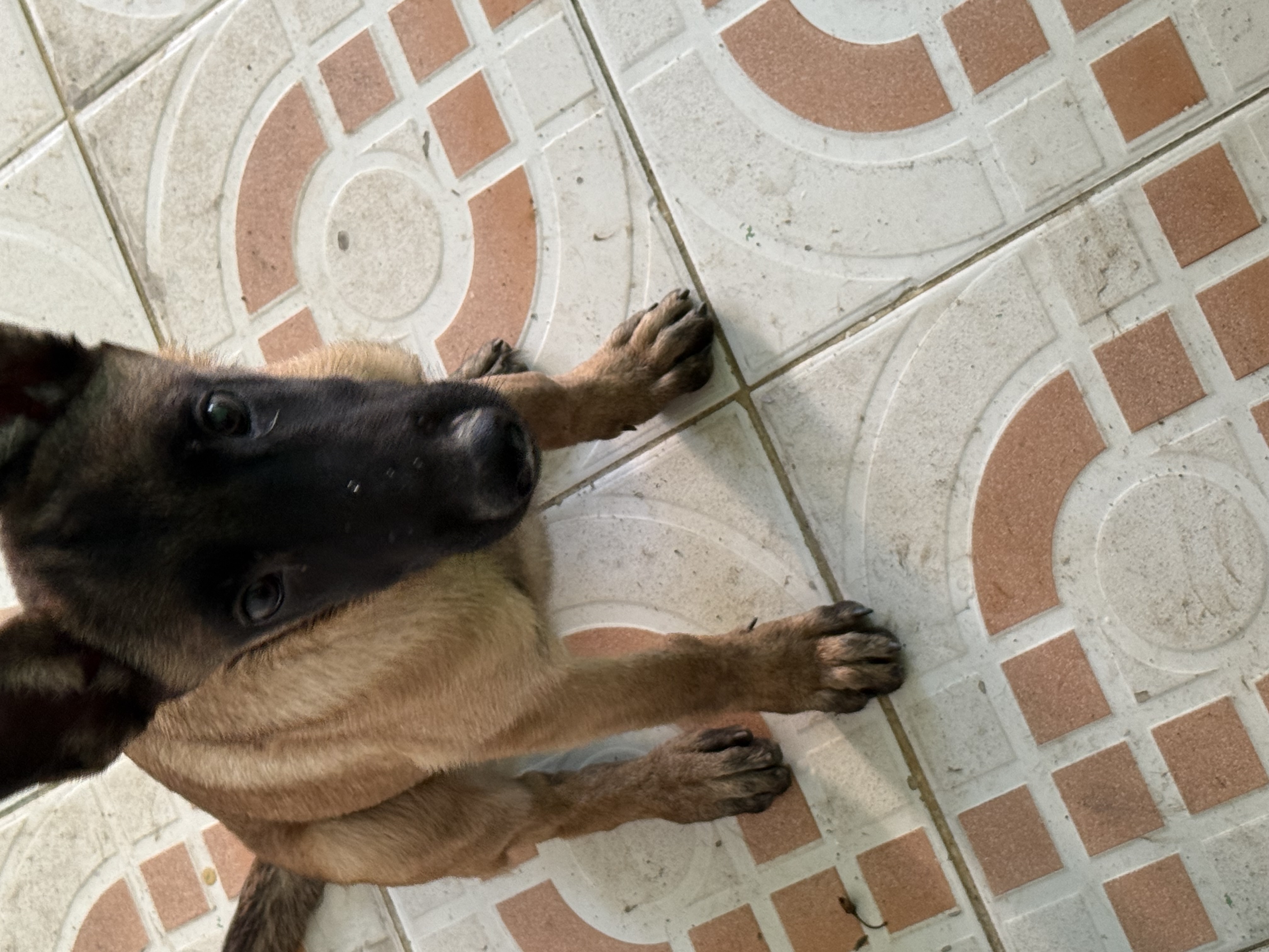 animales y mascotas - cachorros pastor belga