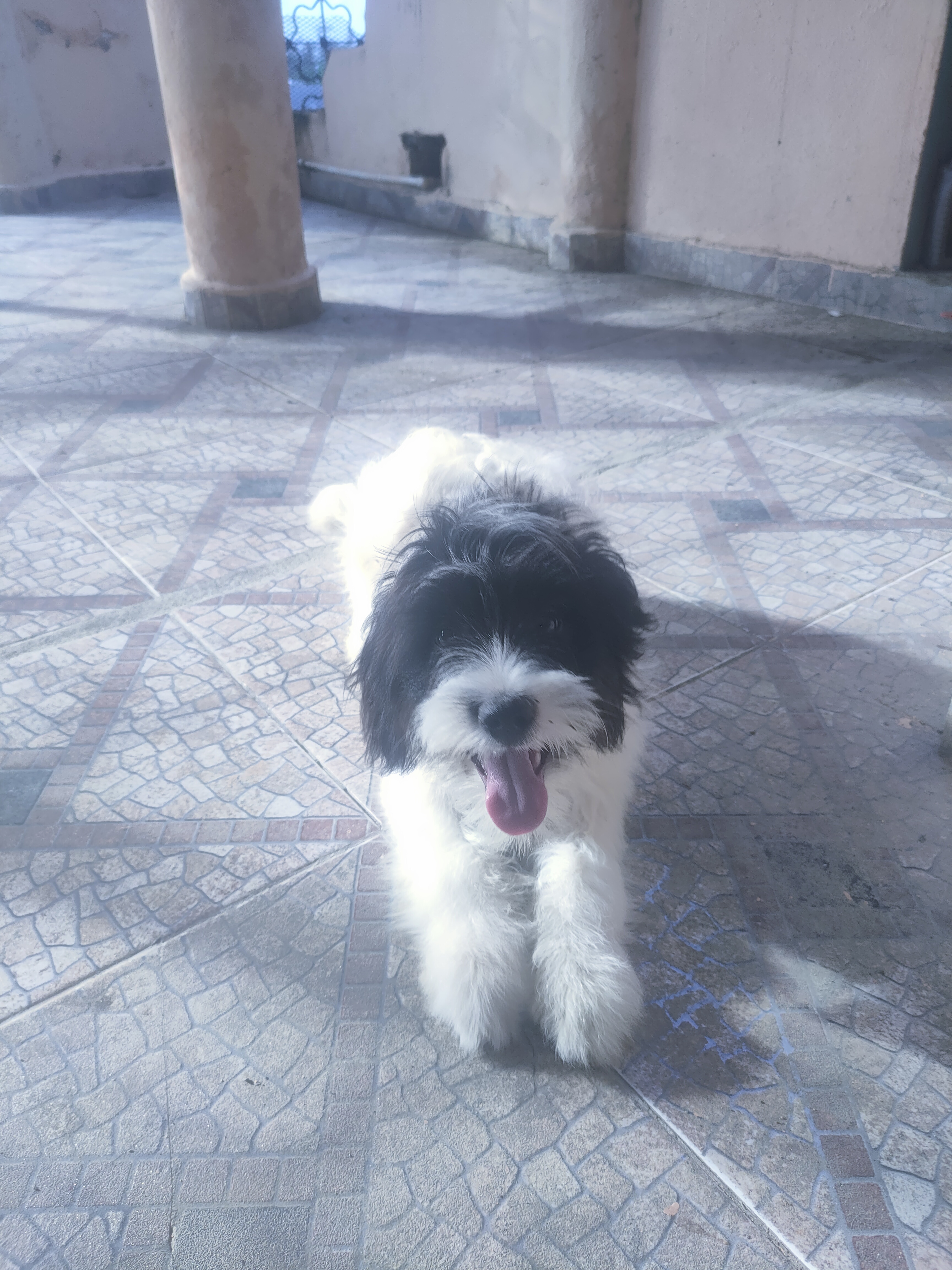 animales y mascotas - Cachorro Mix de Shihpoo  6