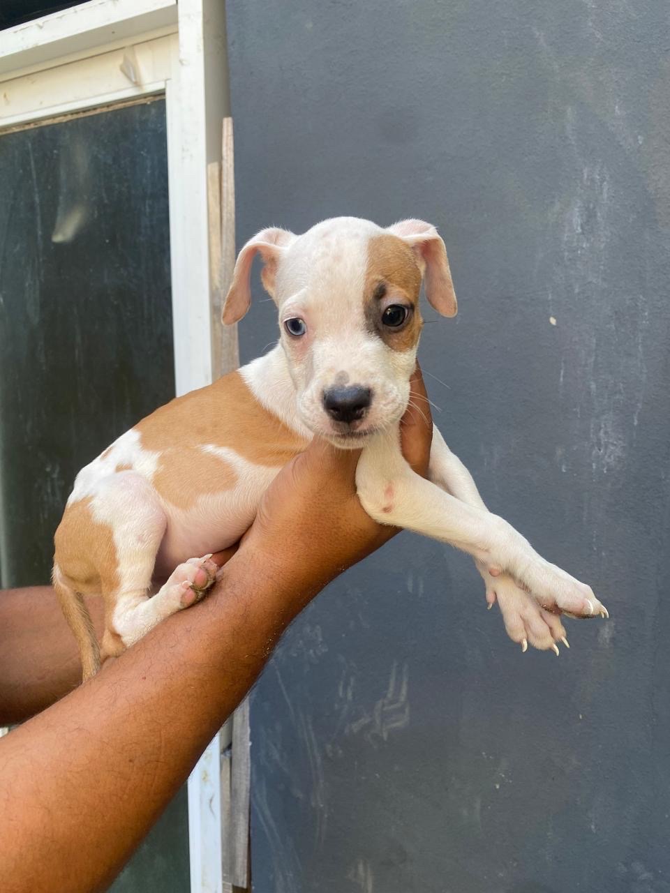 animales y mascotas - perros pitbull de 2 meses  2