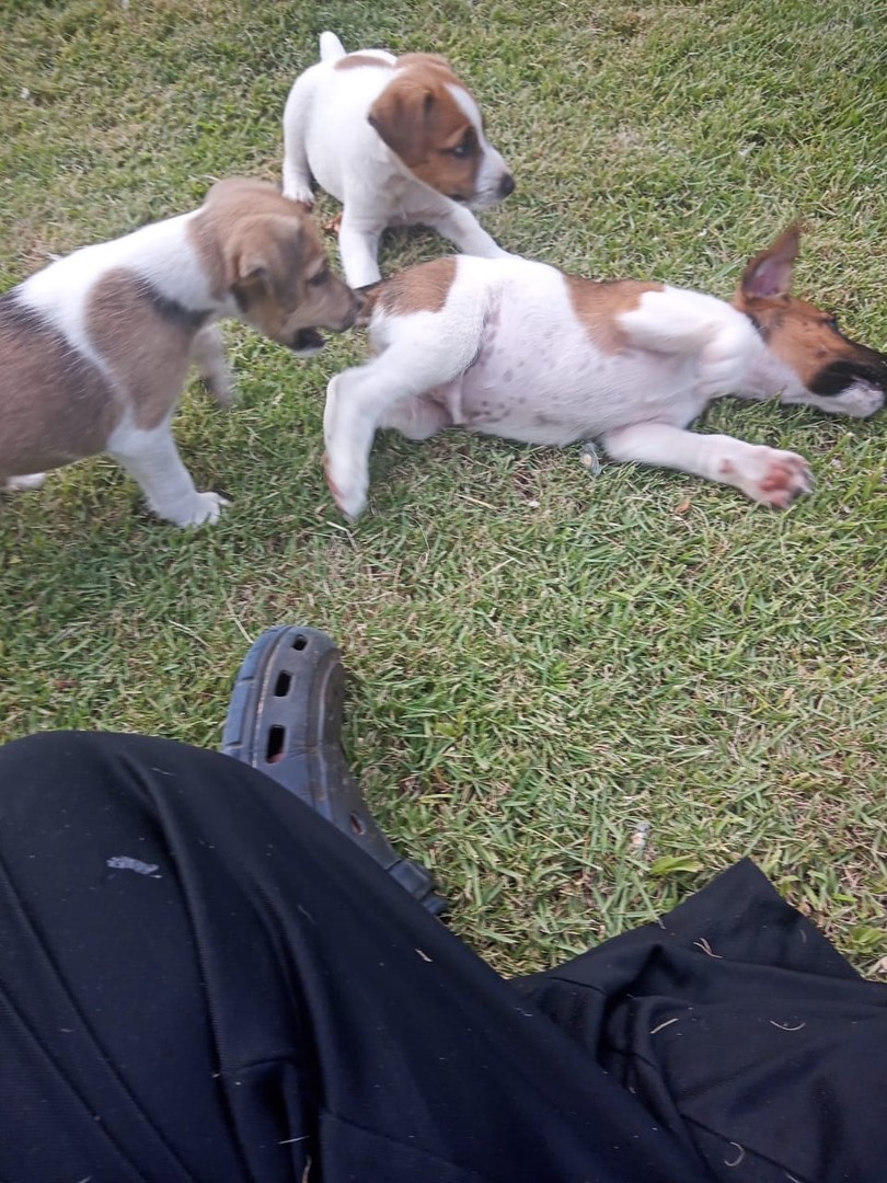 animales y mascotas - Cachorros fox terrier 2