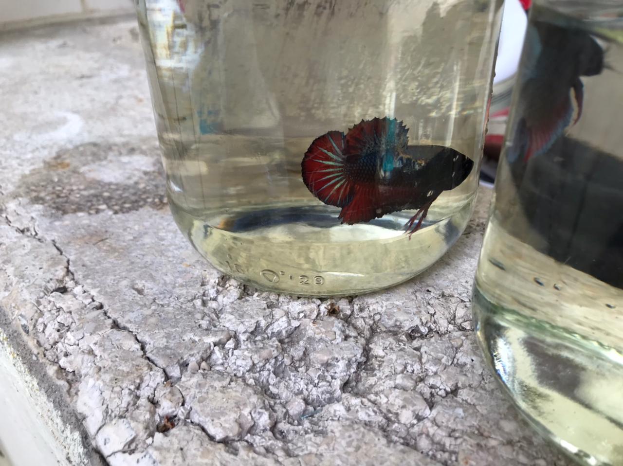 animales y mascotas - Bettas Disponibles  4