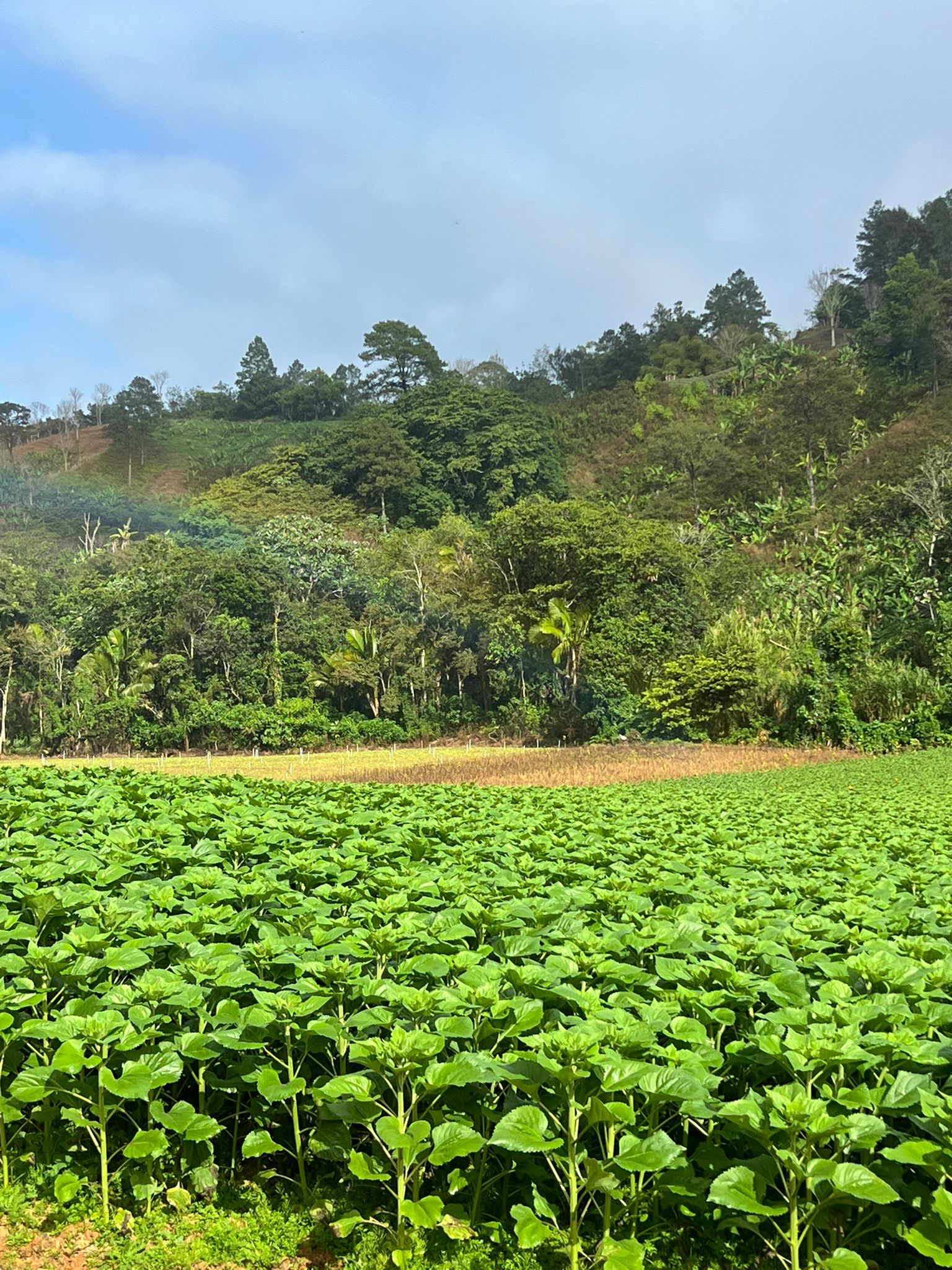 solares y terrenos - Finca en Constanza de 2795 tareas  5