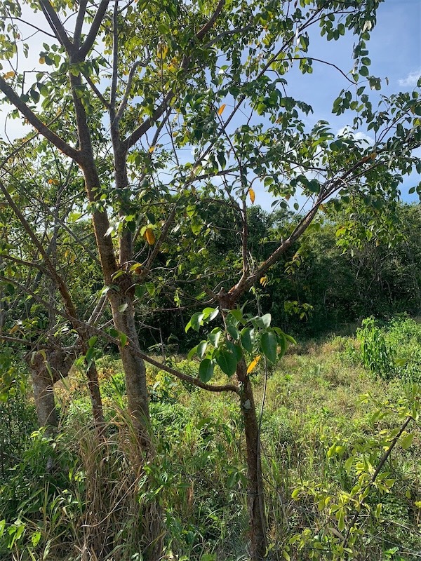 casas vacacionales y villas - Vendo Finca o Terreno en Pedro Brand, San Cristóbal, Santo Domingo  0