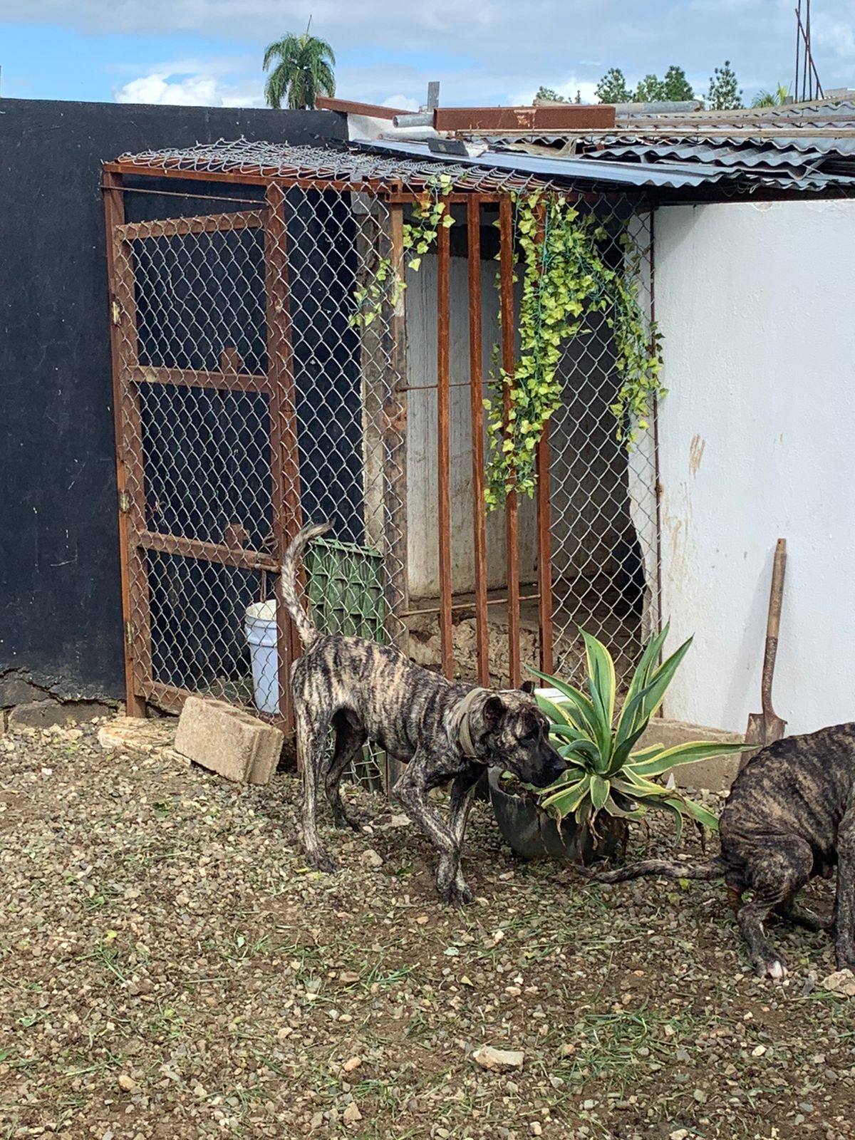 animales y mascotas - presa canario 7 meses para finca y guardia