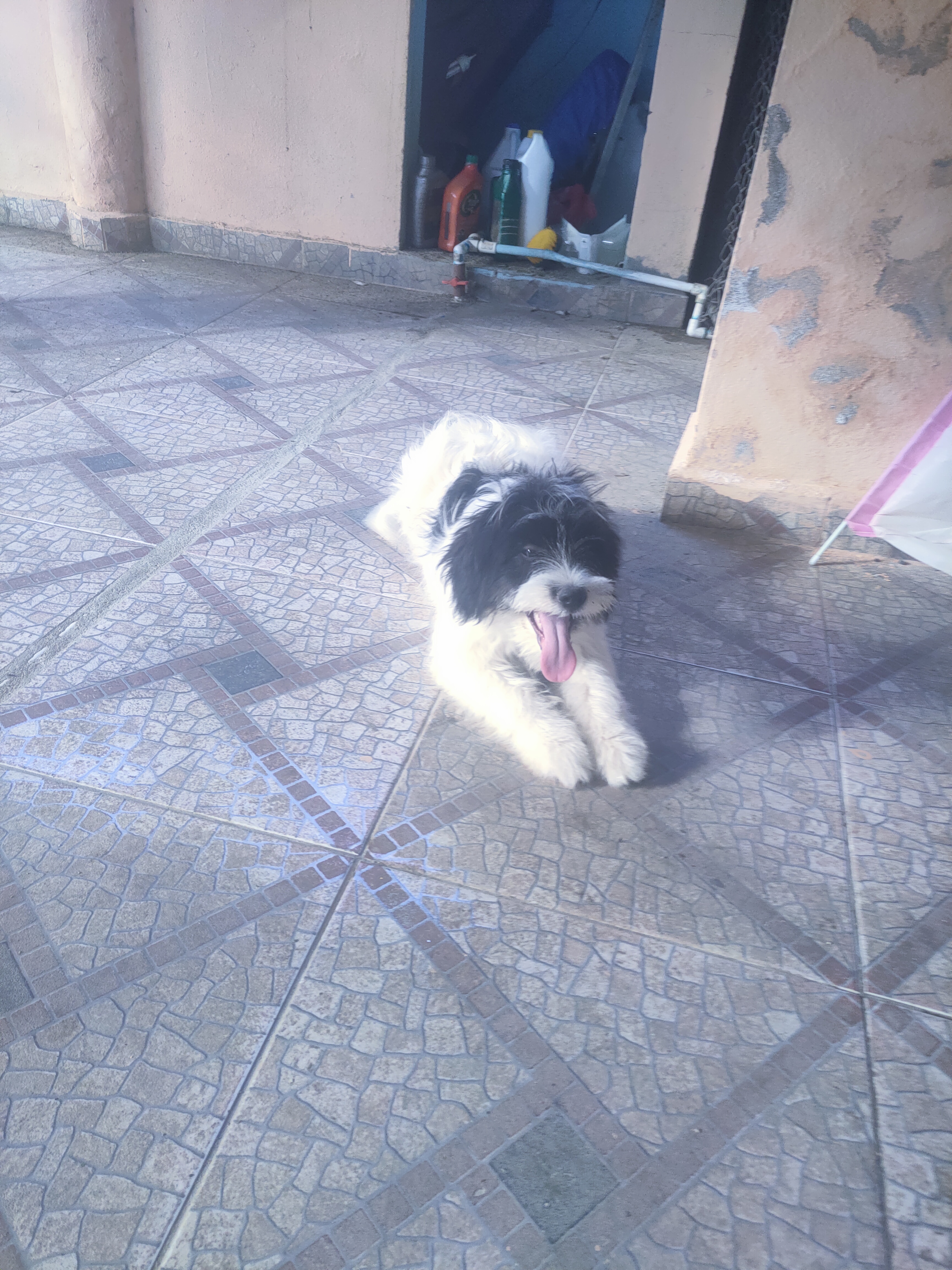 animales y mascotas - Cachorro Mix de Shihpoo  7