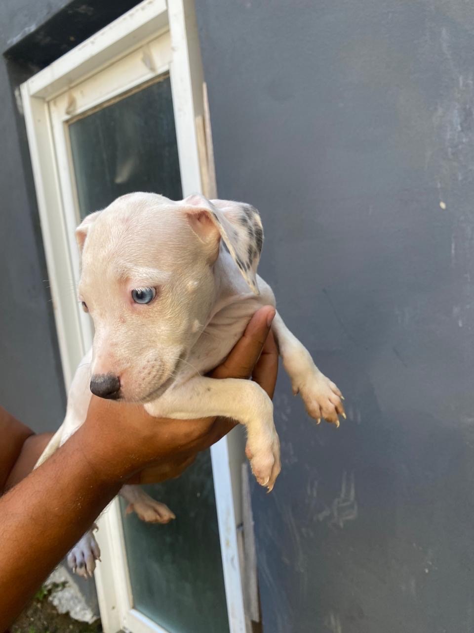 animales y mascotas - perros pitbull de 2 meses  3