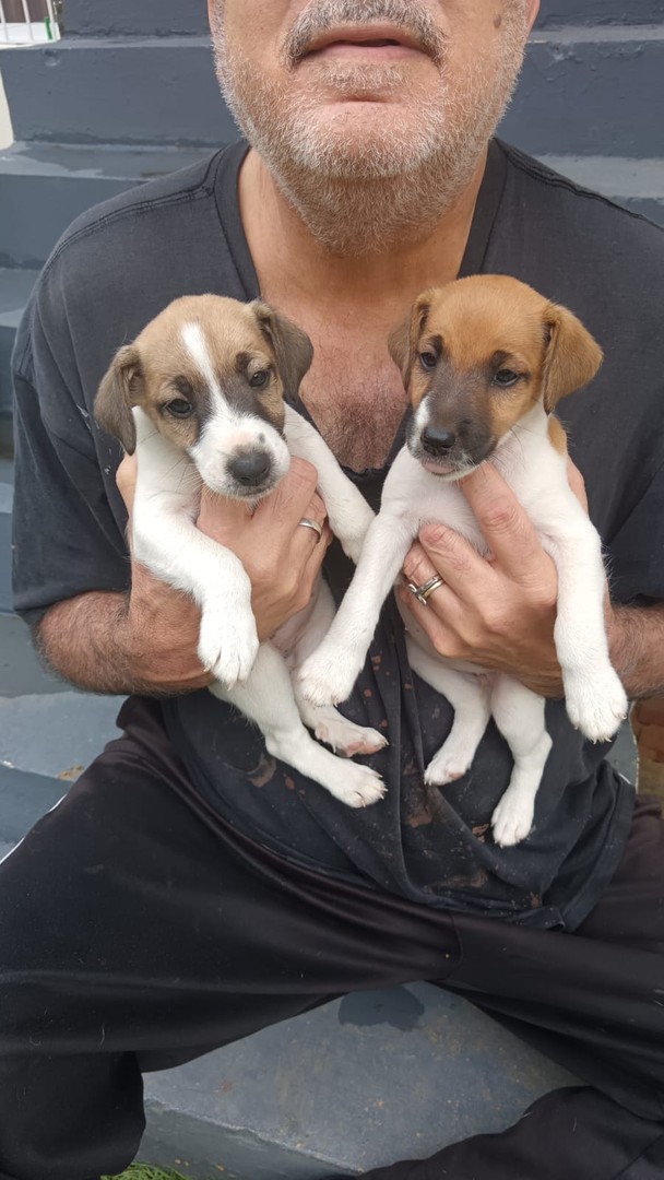 animales y mascotas - Cachorros fox terrier 3