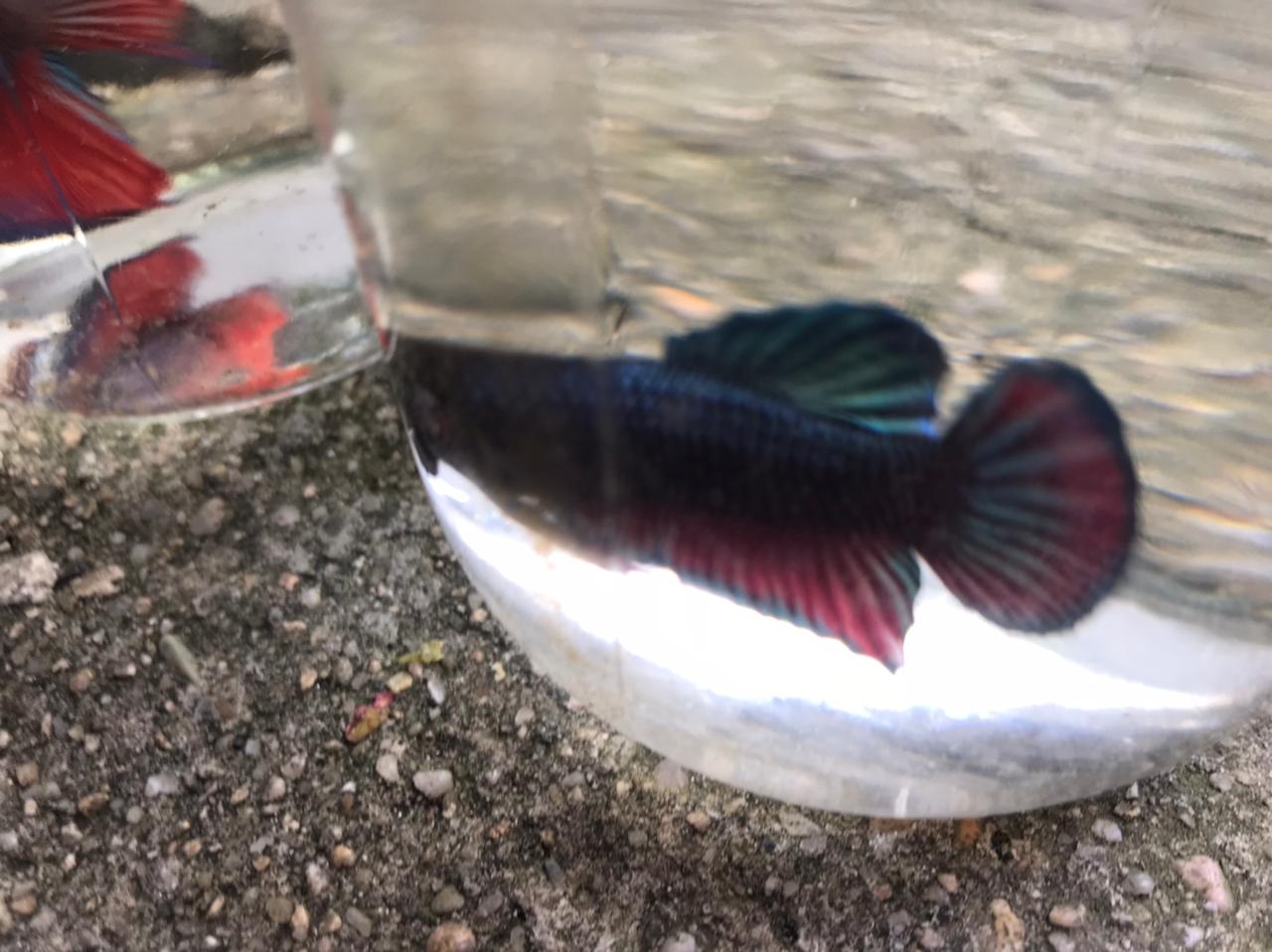 animales y mascotas - Bettas Disponibles  5