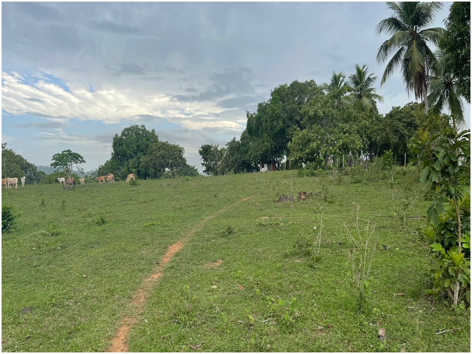 solares y terrenos - Finca GANADERA – AGRICOLA de 140 tareas en el 35 de YAMASA de Oportunidad