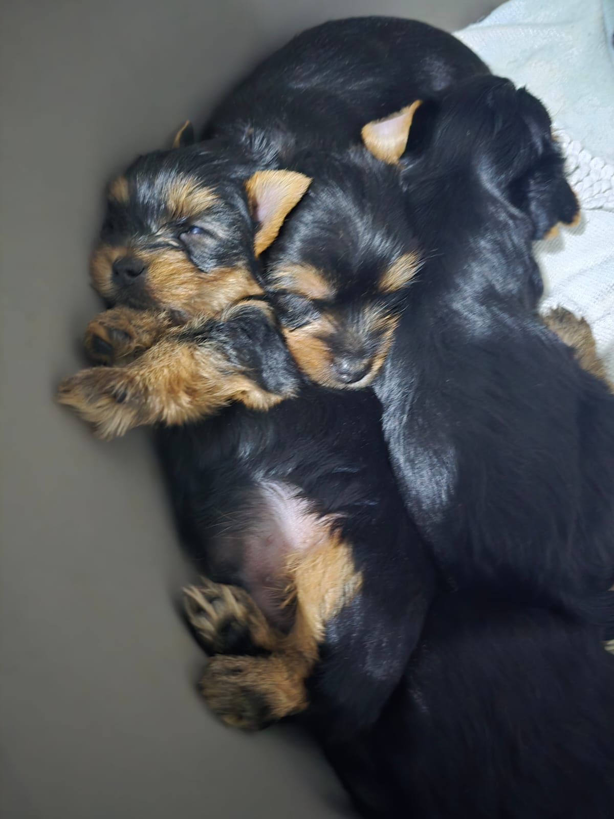 animales y mascotas - Yorkies de pura Raza. Machos y Hembras 6