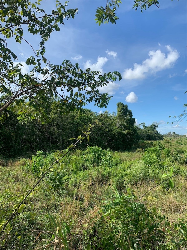 casas vacacionales y villas - Vendo Finca o Terreno en Pedro Brand, San Cristóbal, Santo Domingo  1