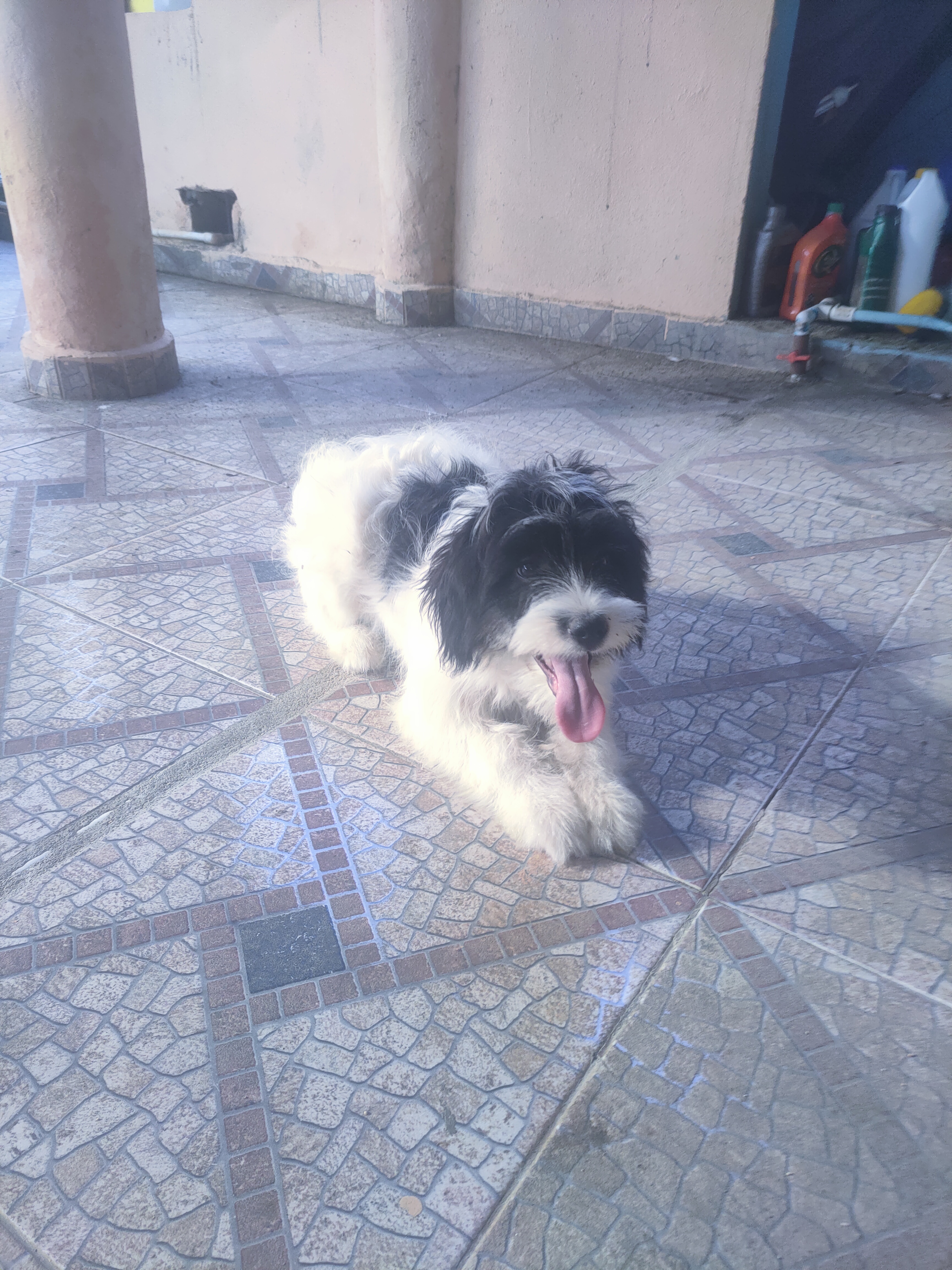 animales y mascotas - Cachorro Mix de Shihpoo  8