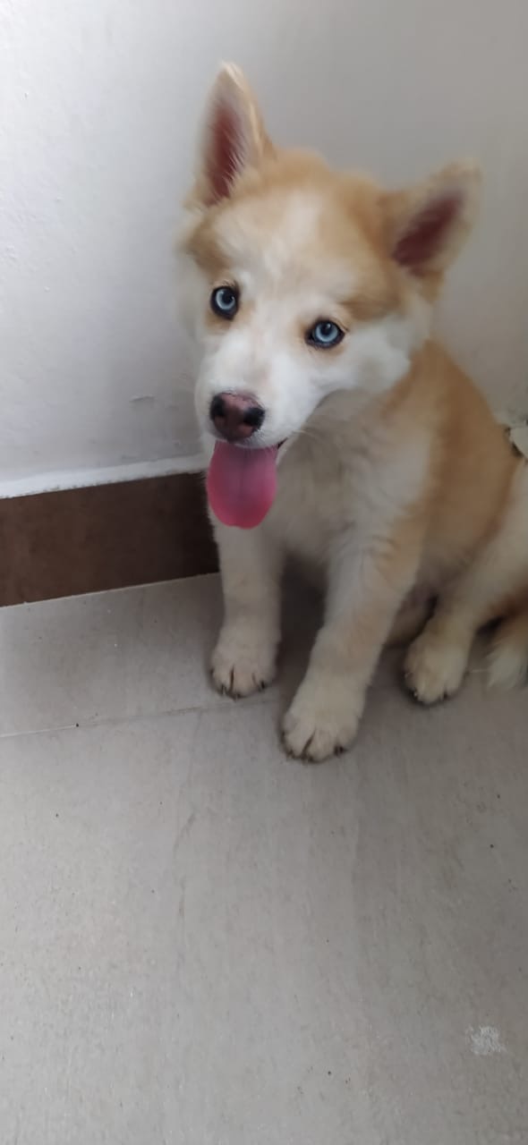 animales y mascotas - HUSKY SIBERIANO MACHO