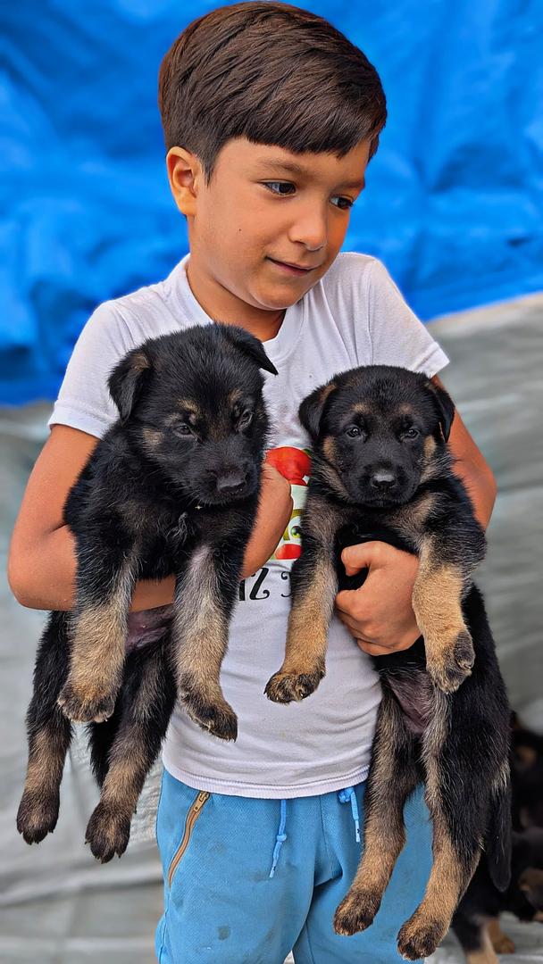 animales y mascotas - Cachorro Pastor Alemán  4