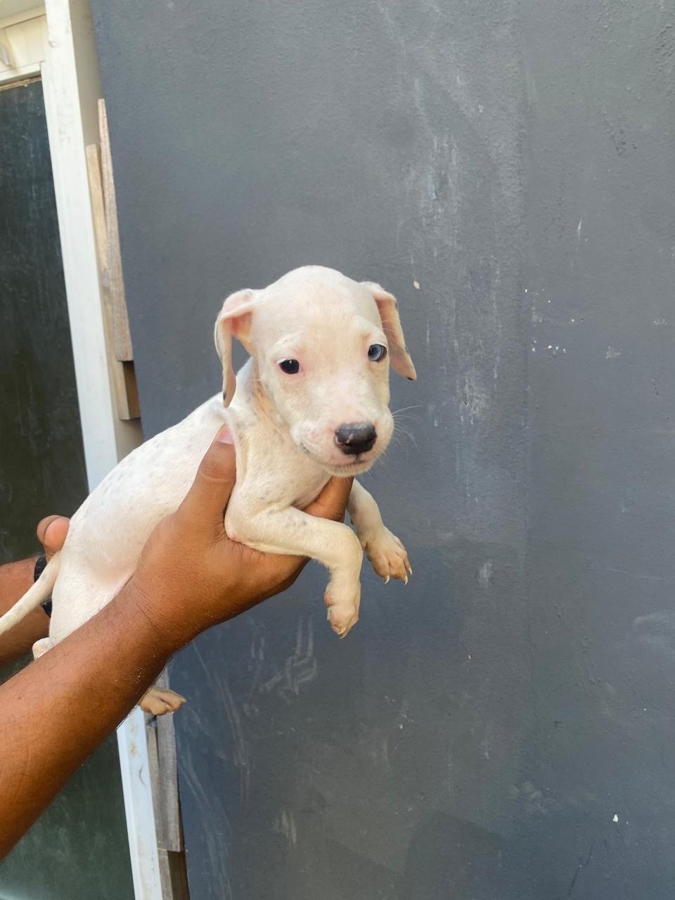 animales y mascotas - perros pitbull de 2 meses  4