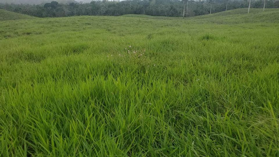 solares y terrenos - Finca de 4,480 tareas en Hato Mayor 1