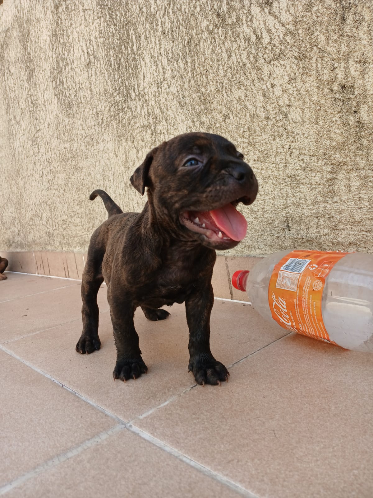 animales y mascotas - cachorros perros pitbull  2