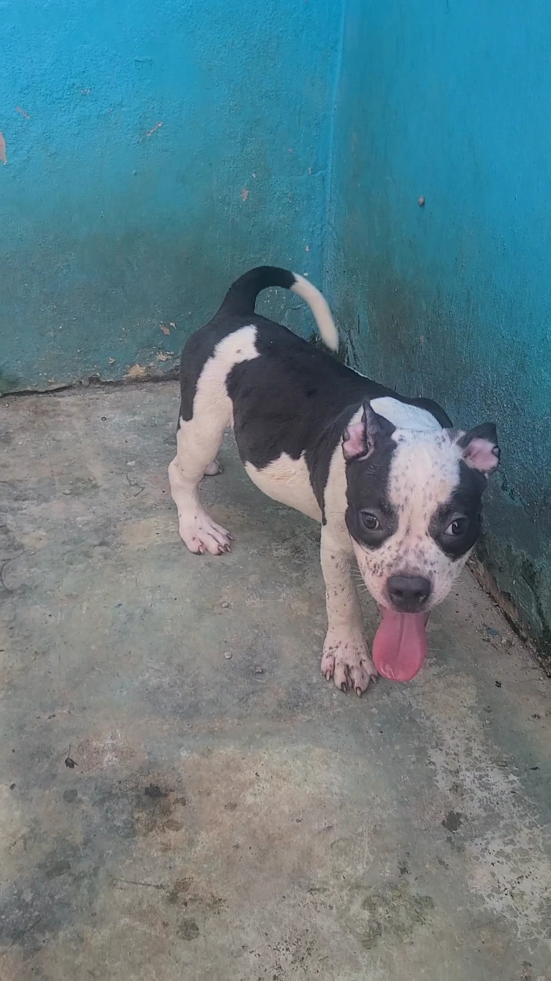 animales y mascotas - American bully macho 1