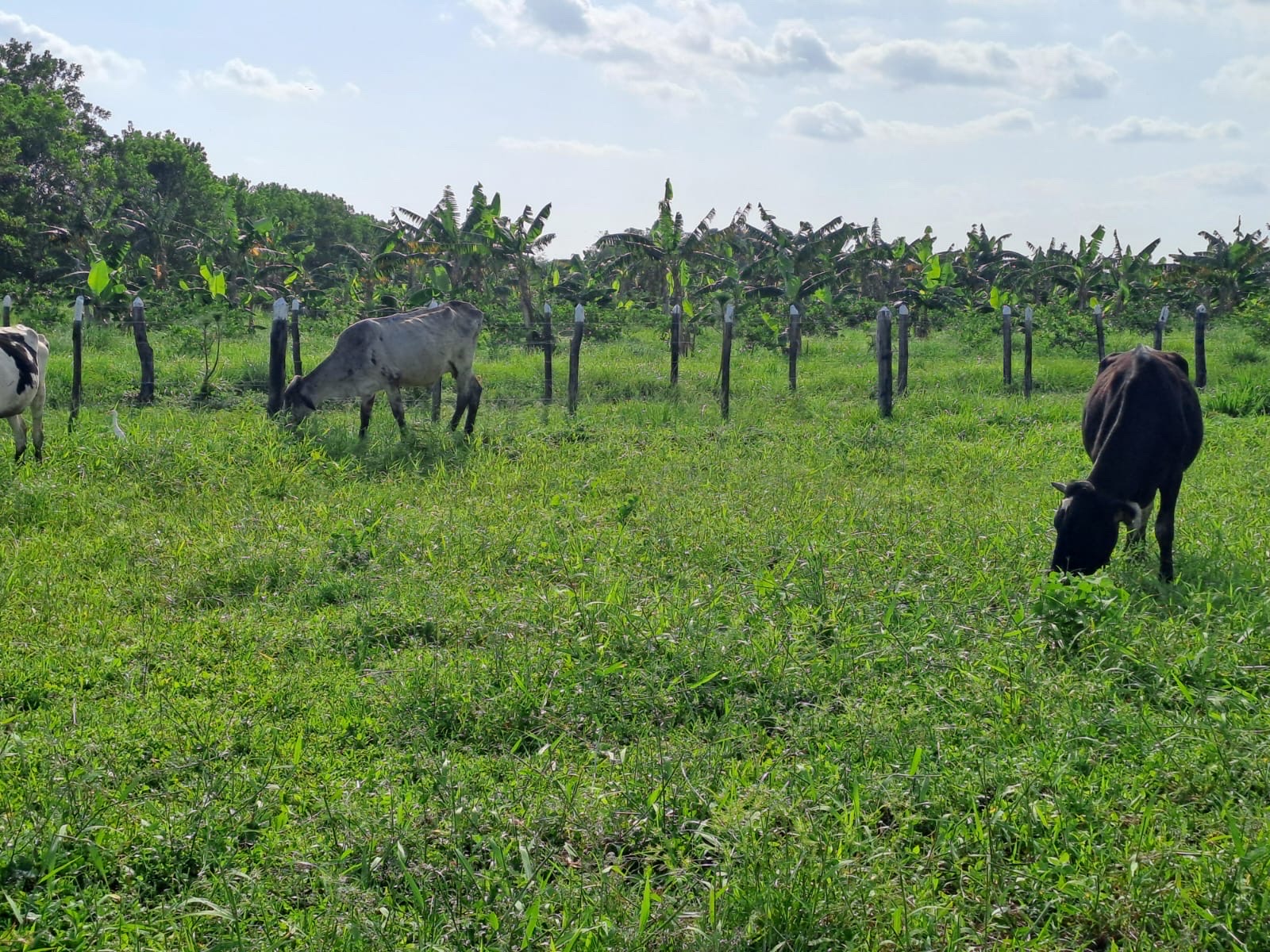 solares y terrenos - se vende Finca en monte plata con 387 tareas  con agricultura en producción  2