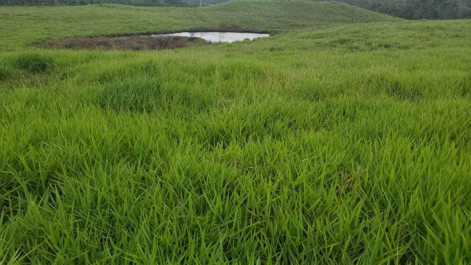 solares y terrenos - Finca de 4,480 tareas en Hato Mayor 0