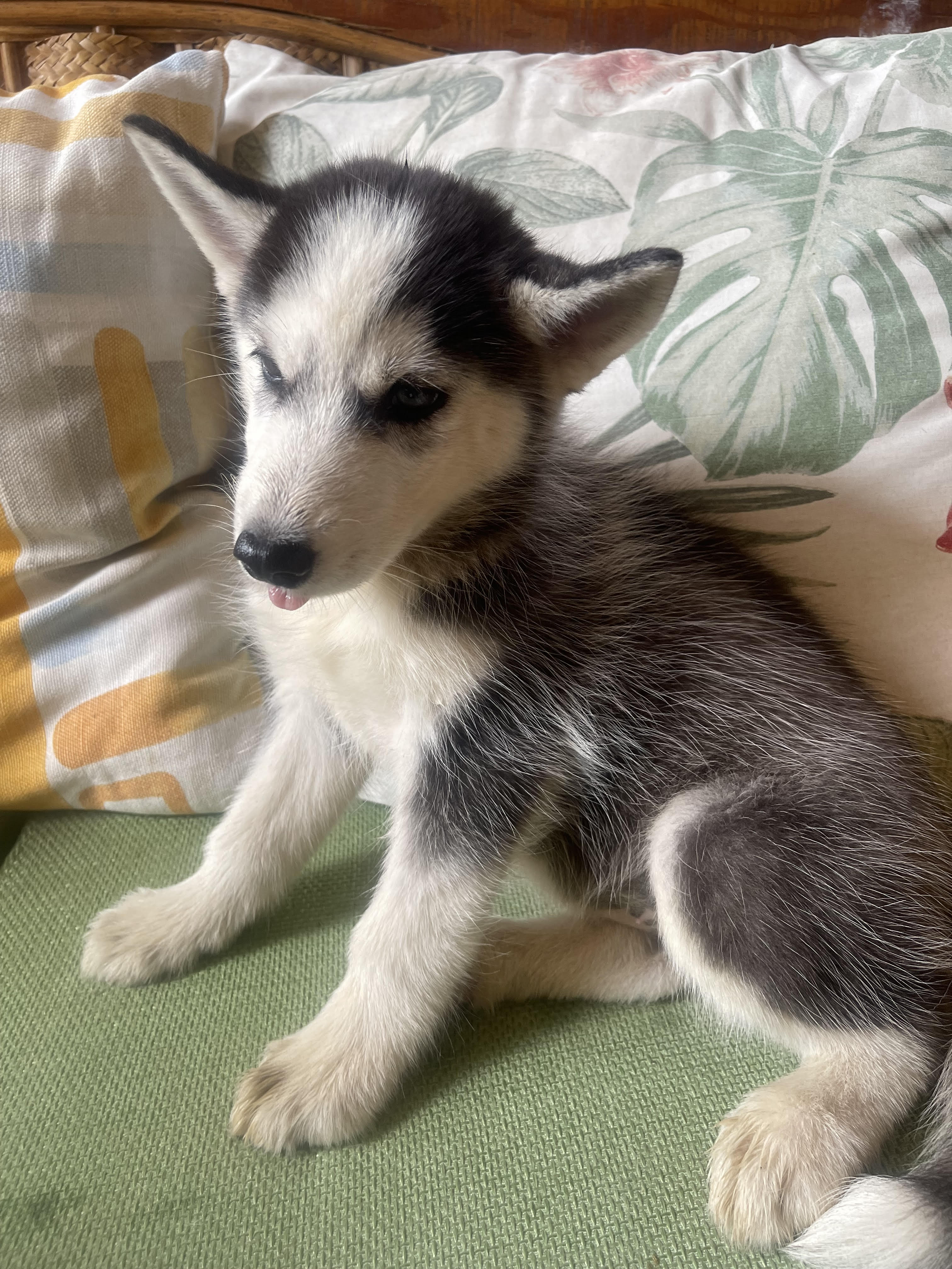 animales y mascotas - OFERTA!! Cachorros Husky Siberiano 2