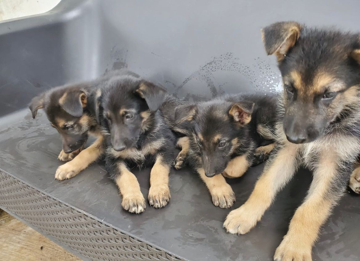 Corotos | OFERTA CACHORRO PASTOR ALEMAN AMBOS SEXO VACUNADOS EN SANTO  DOMINGO