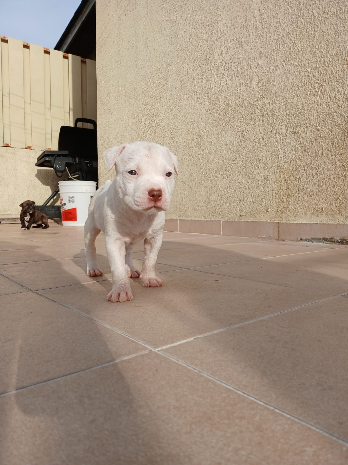 animales y mascotas - cachorros perros pitbull  3