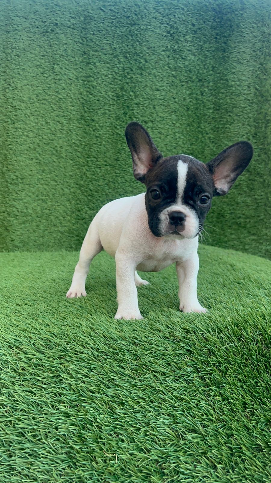 animales y mascotas - Cachorros Bulldog Francés 