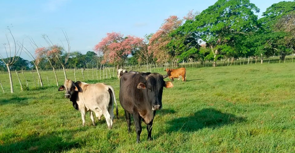 solares y terrenos - Finca en venta en San Francisco de Macorís 1