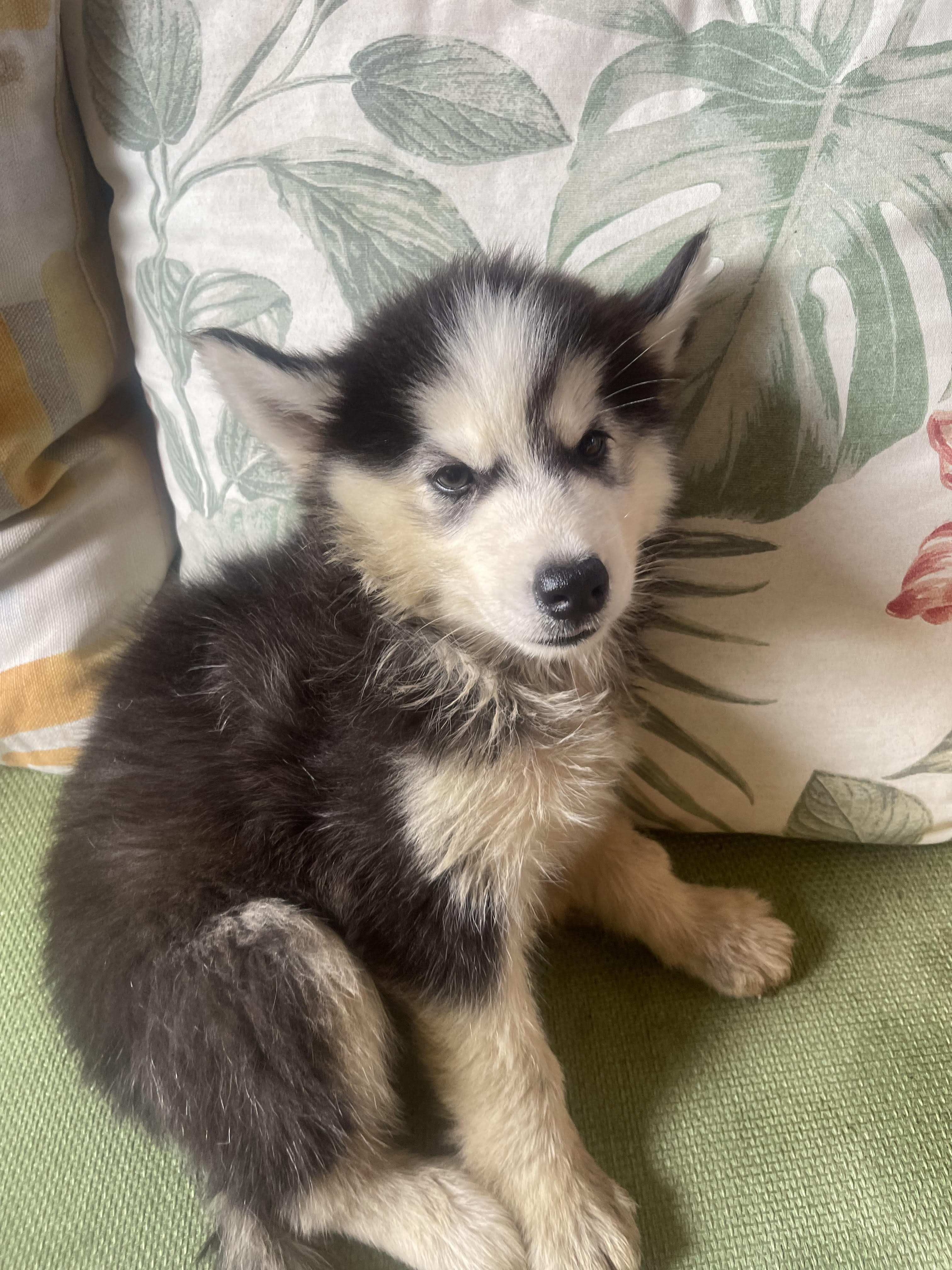 animales y mascotas - OFERTA!! Cachorros Husky Siberiano 3