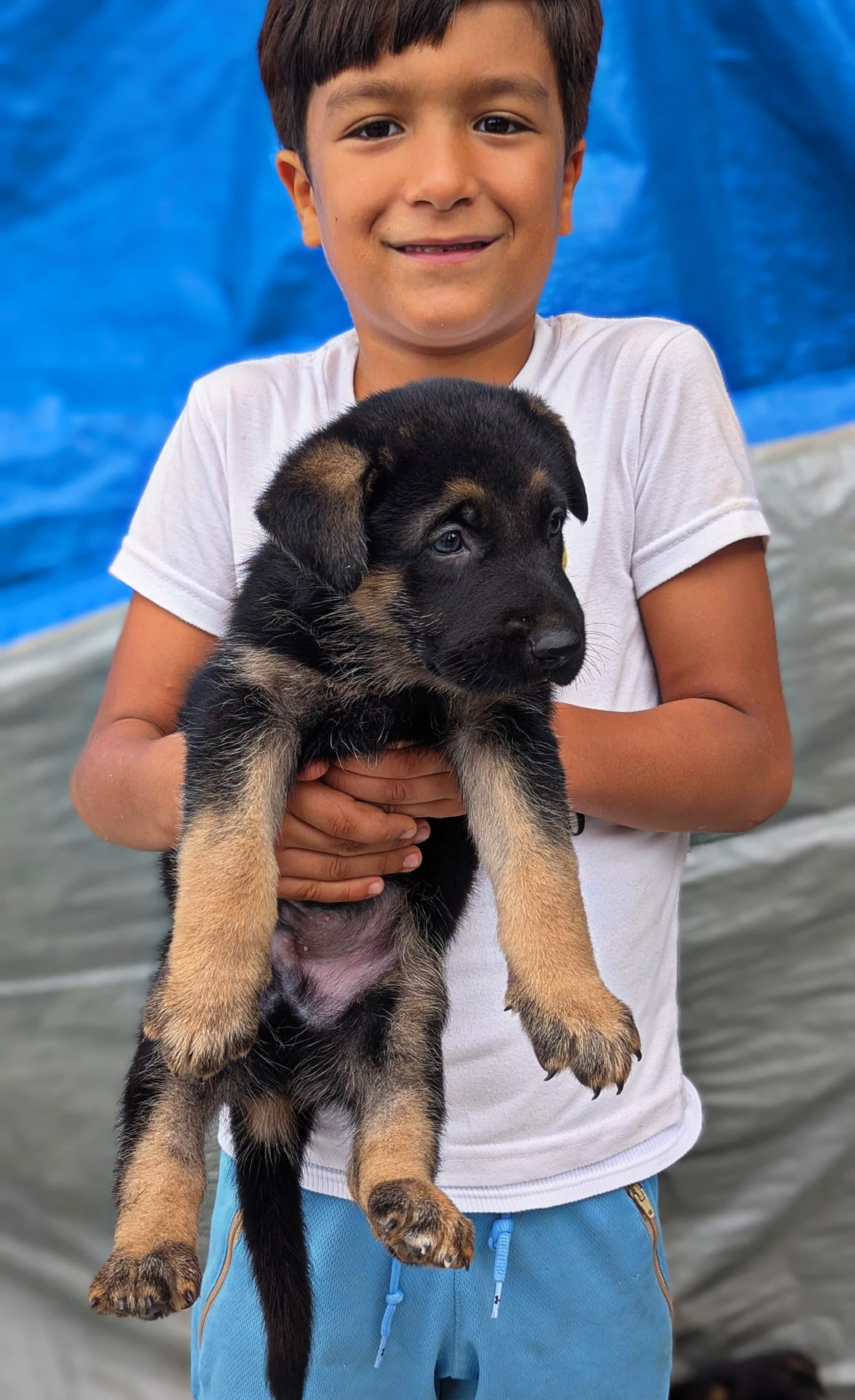 animales y mascotas - Cachorro Pastor Alemán  5