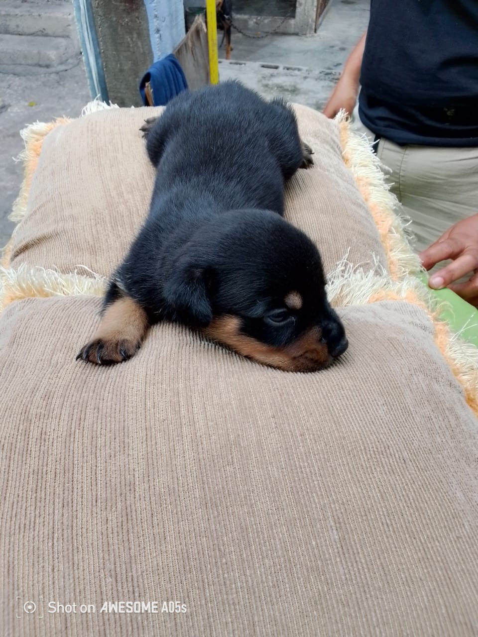 animales y mascotas - Venta de cachorros rottweiler ( puros) 7