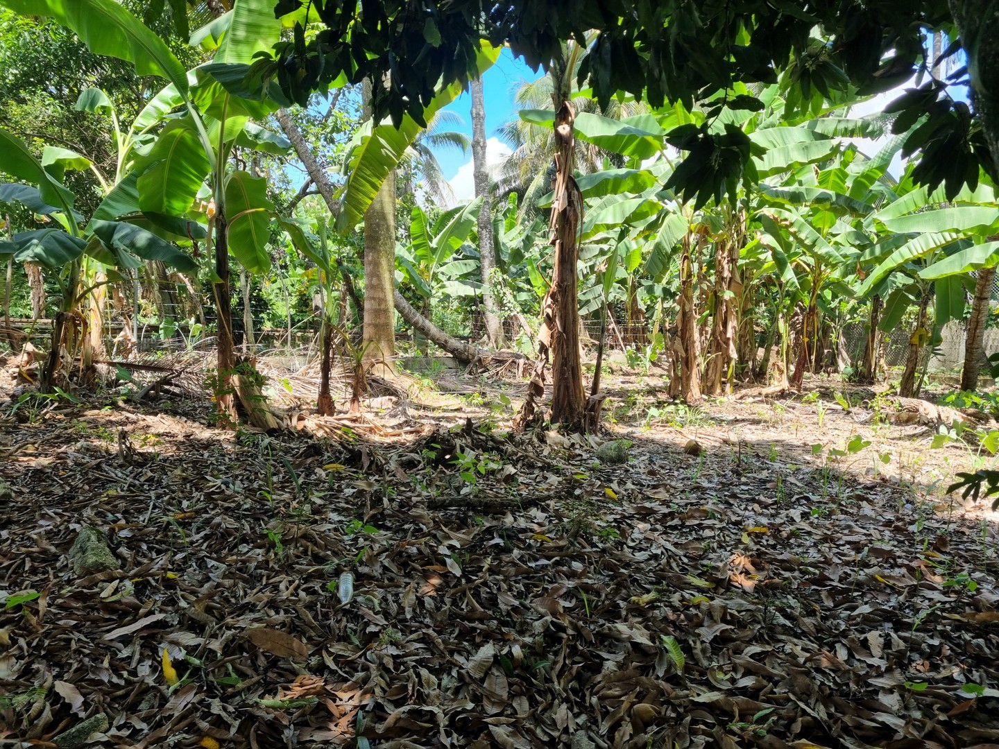 solares y terrenos - Terreno - finca en venta en Hato Nuevo, Incluye una casa como mejora,   4