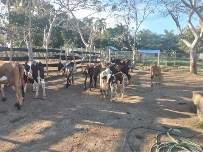 solares y terrenos - Finca Ganadera en Monte con 363 tareas Sabana Grande de Boya