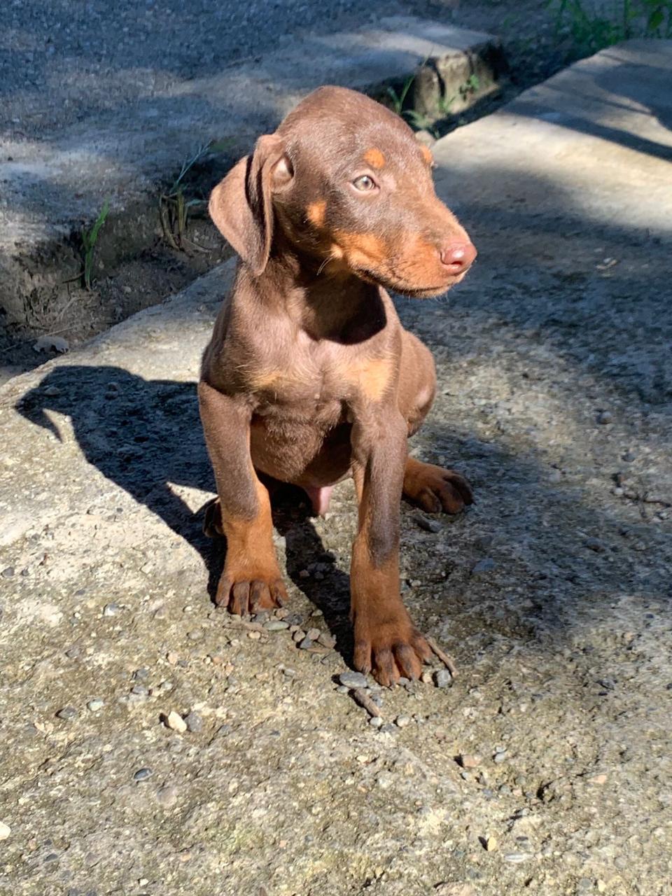 animales y mascotas - Cachorros doberman  3