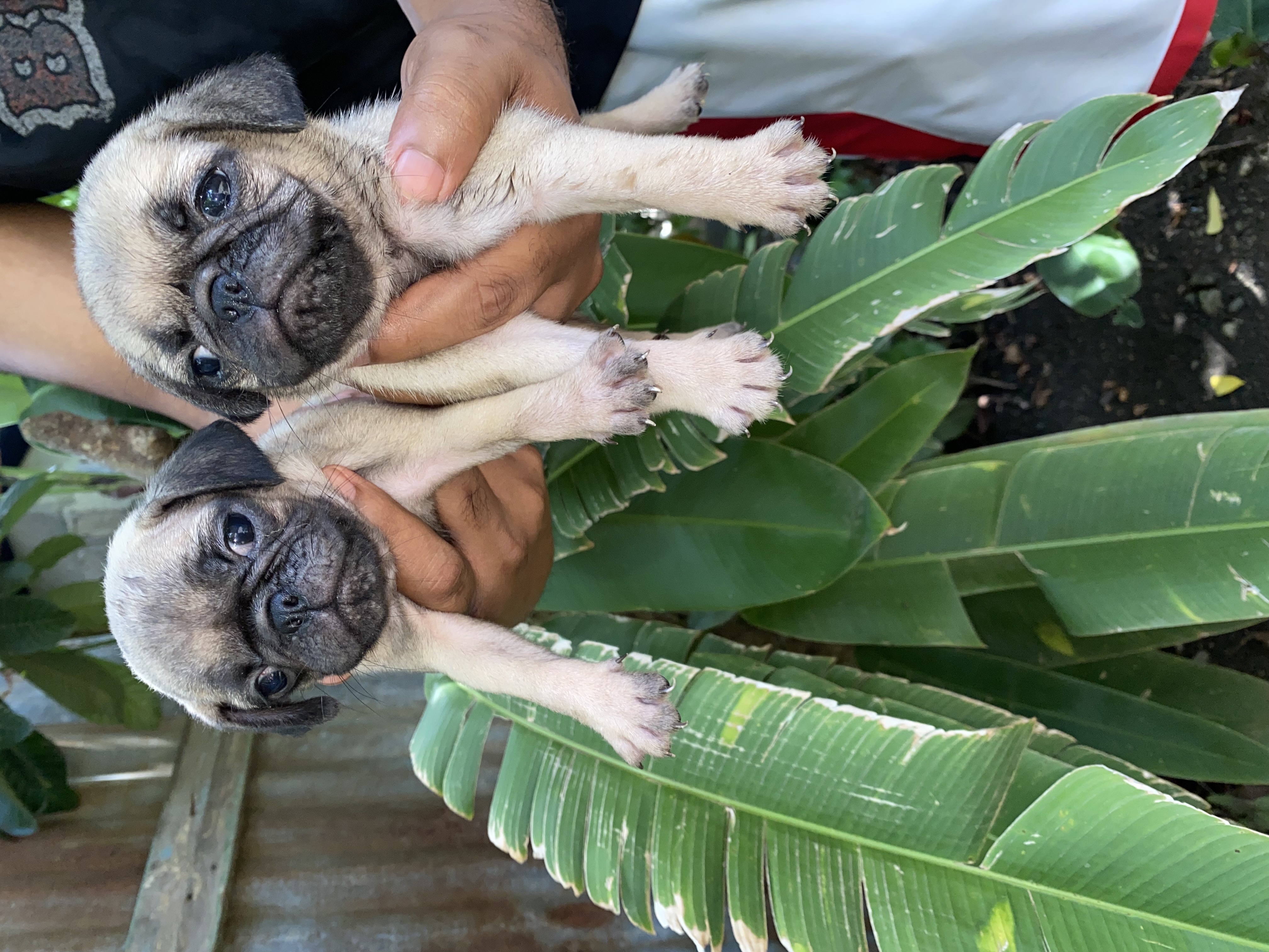 animales y mascotas - pug