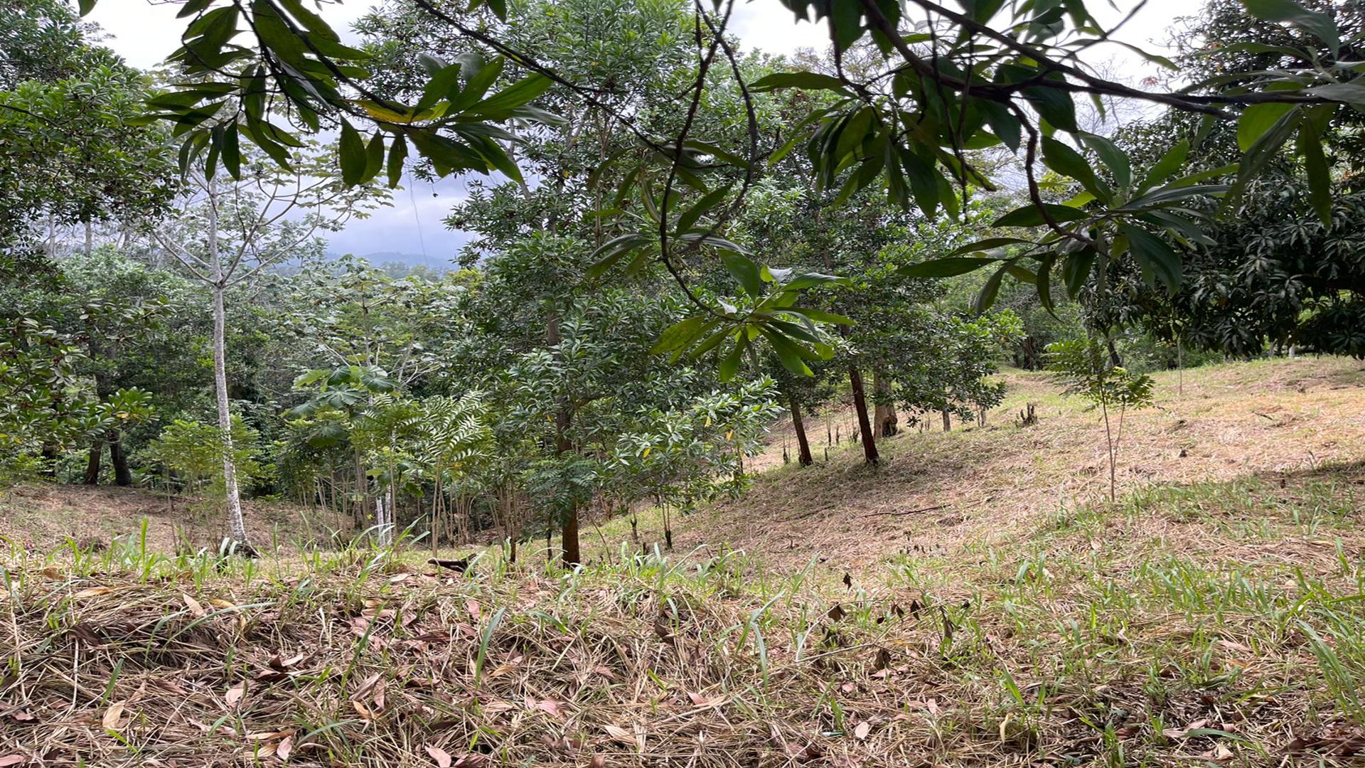 solares y terrenos - Terreno en venta en Jarabacoa 0