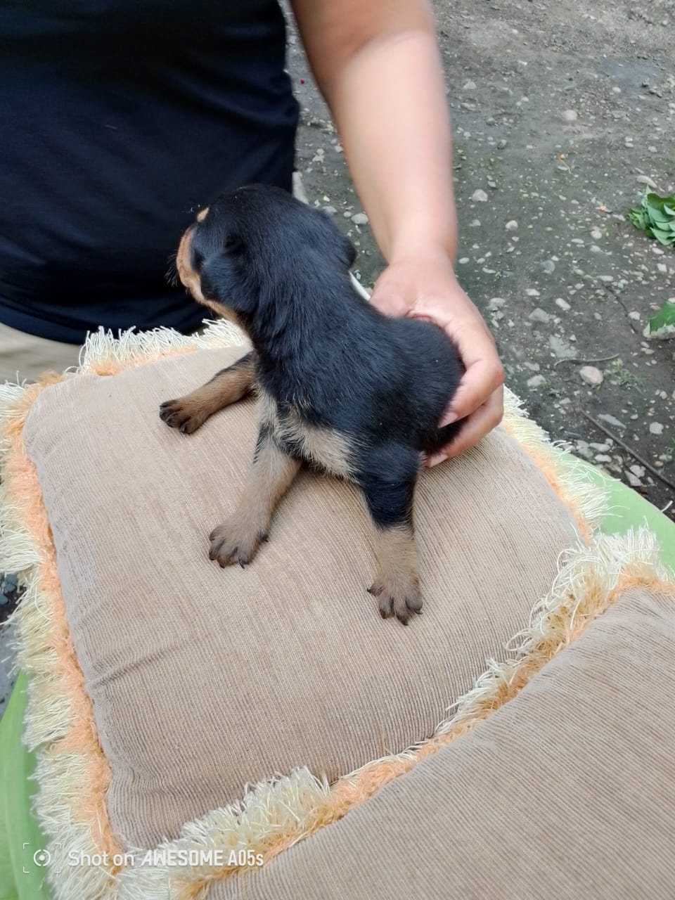 animales y mascotas - Venta de cachorros rottweiler ( puros) 5