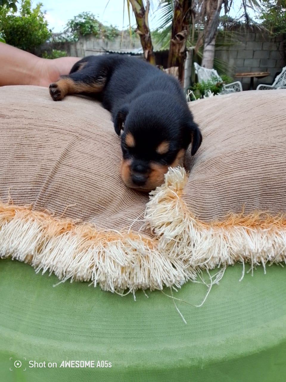 animales y mascotas - Venta de cachorros rottweiler ( puros) 6