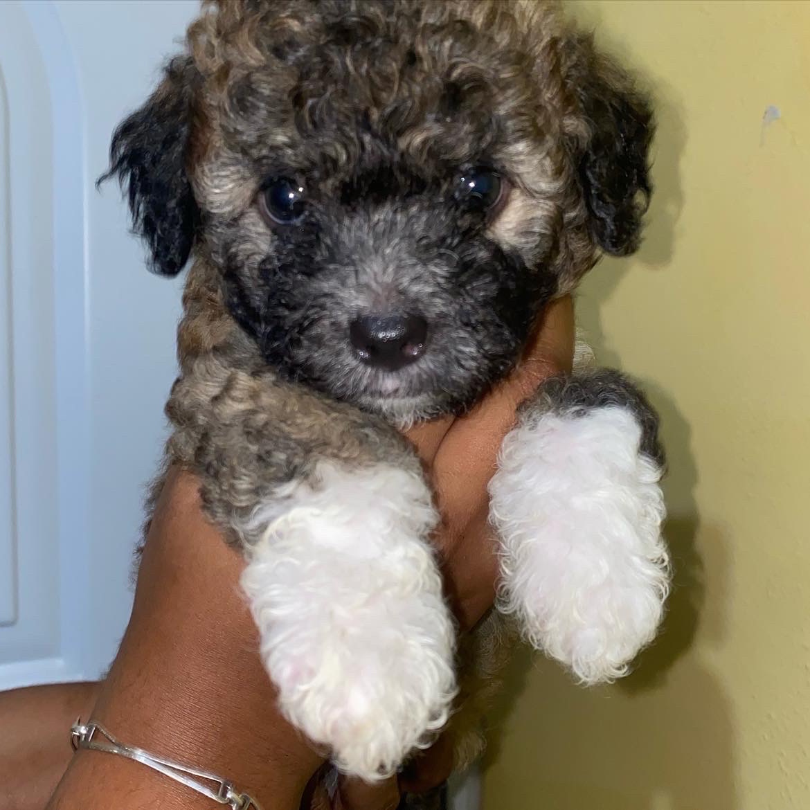 animales y mascotas - mix de Mini poodle con shipoo