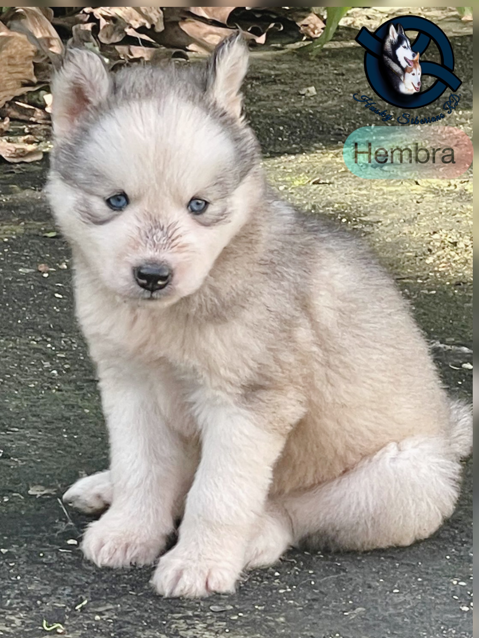 animales y mascotas - Husky siberiano macho 