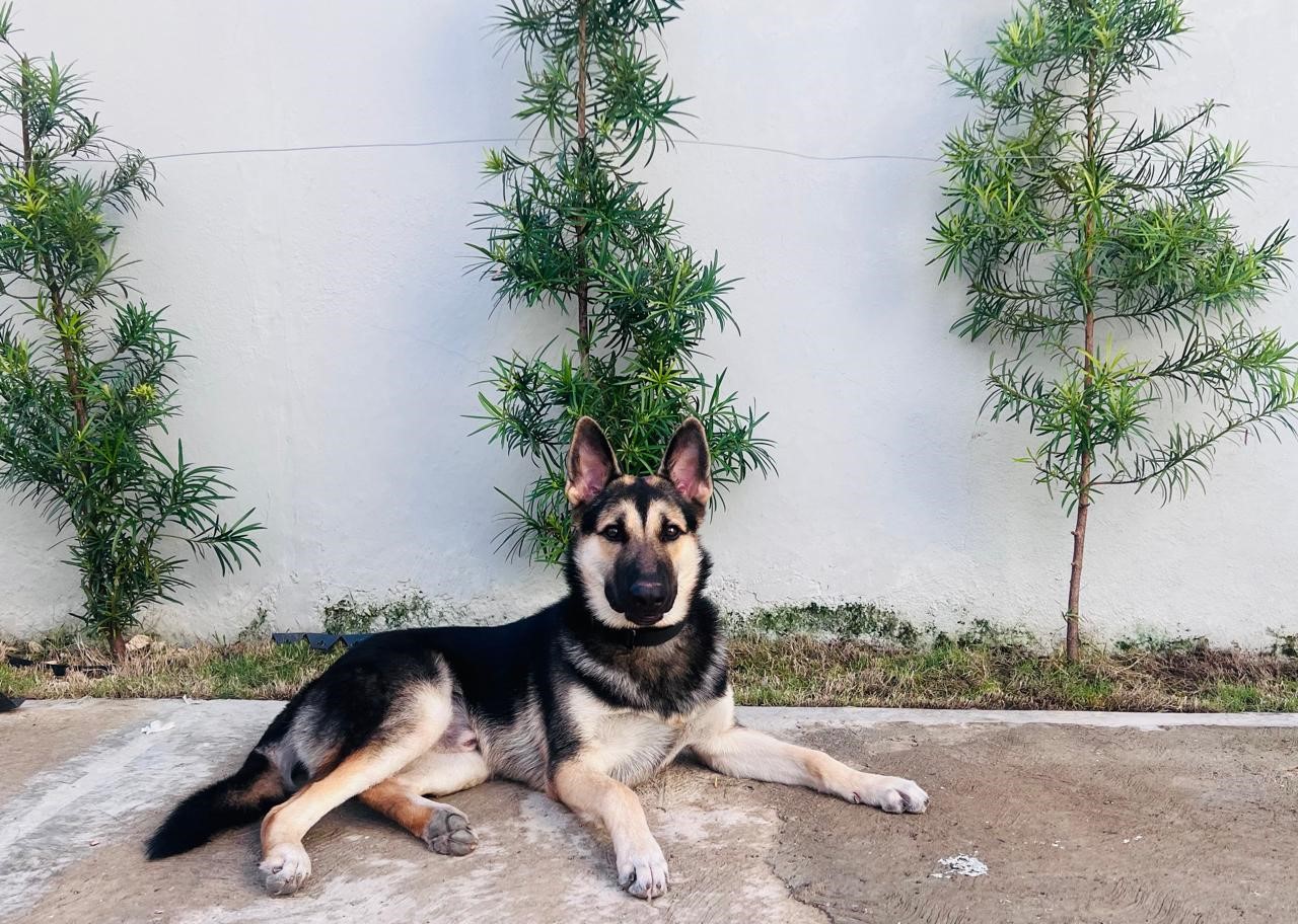 animales y mascotas - Pastor Aleman - 6 meses de edad 