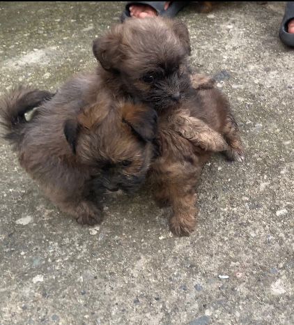 animales y mascotas - Cachorras shipoo 1