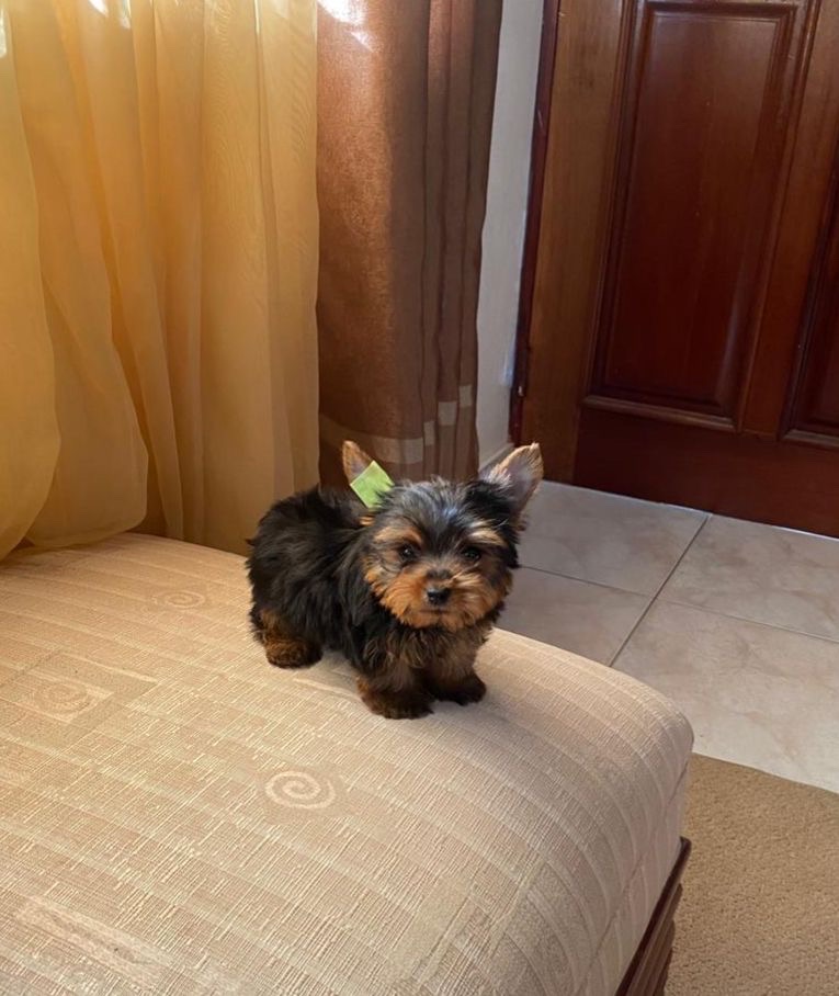 animales y mascotas - YORKIE ORIGINAL PELUCHE 