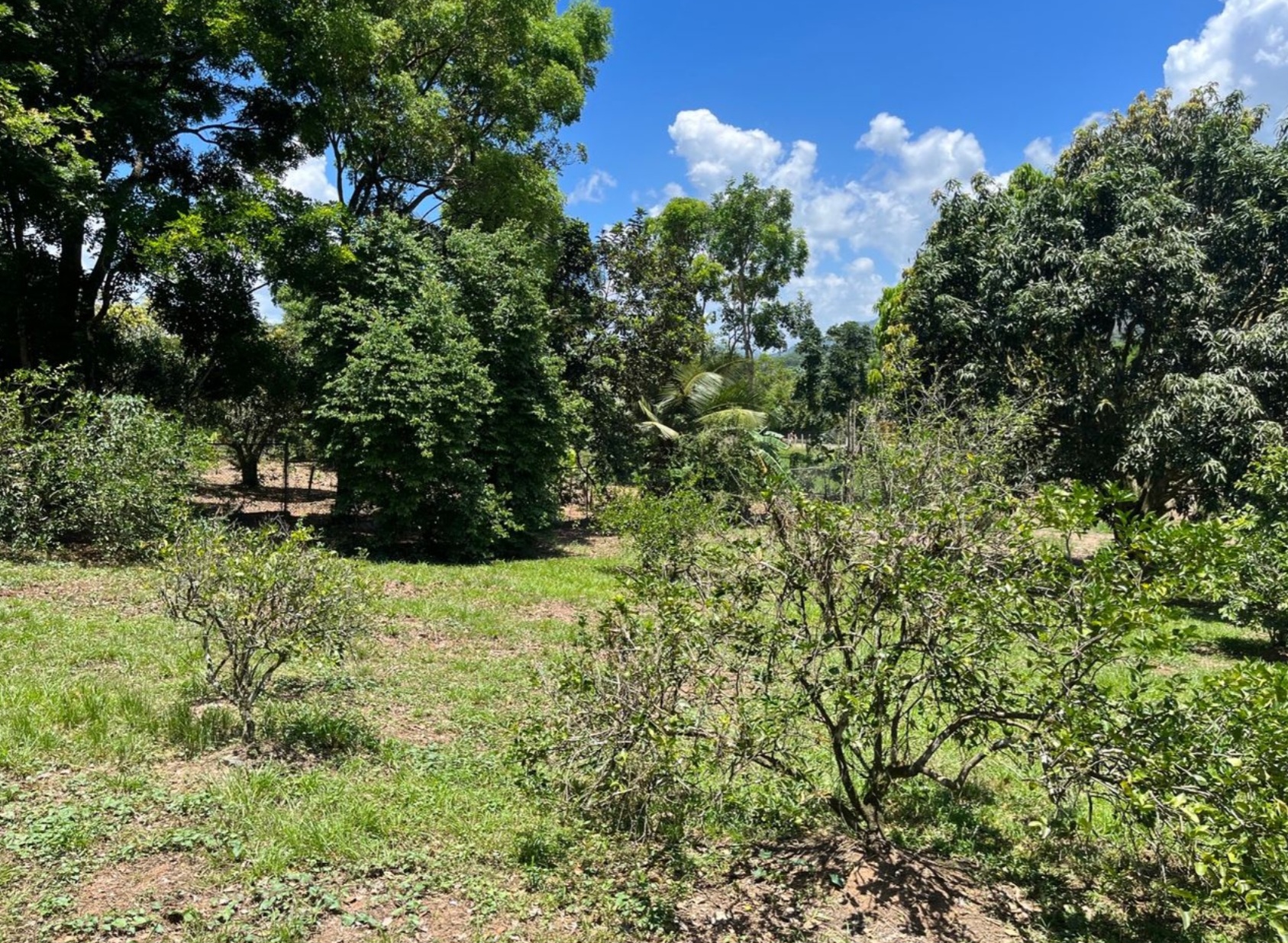 solares y terrenos - solar en venta en Rancho Los Mogotes  1