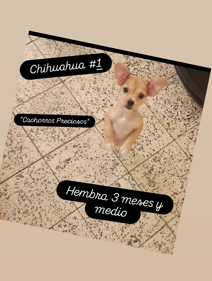 animales y mascotas - Chihuahua Mini/Toy #1