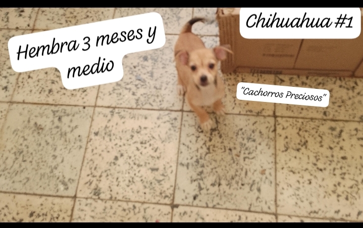 animales y mascotas - Chihuahua Mini/Toy #1 1