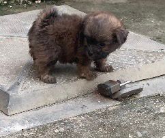 animales y mascotas - Cachorras shipoo