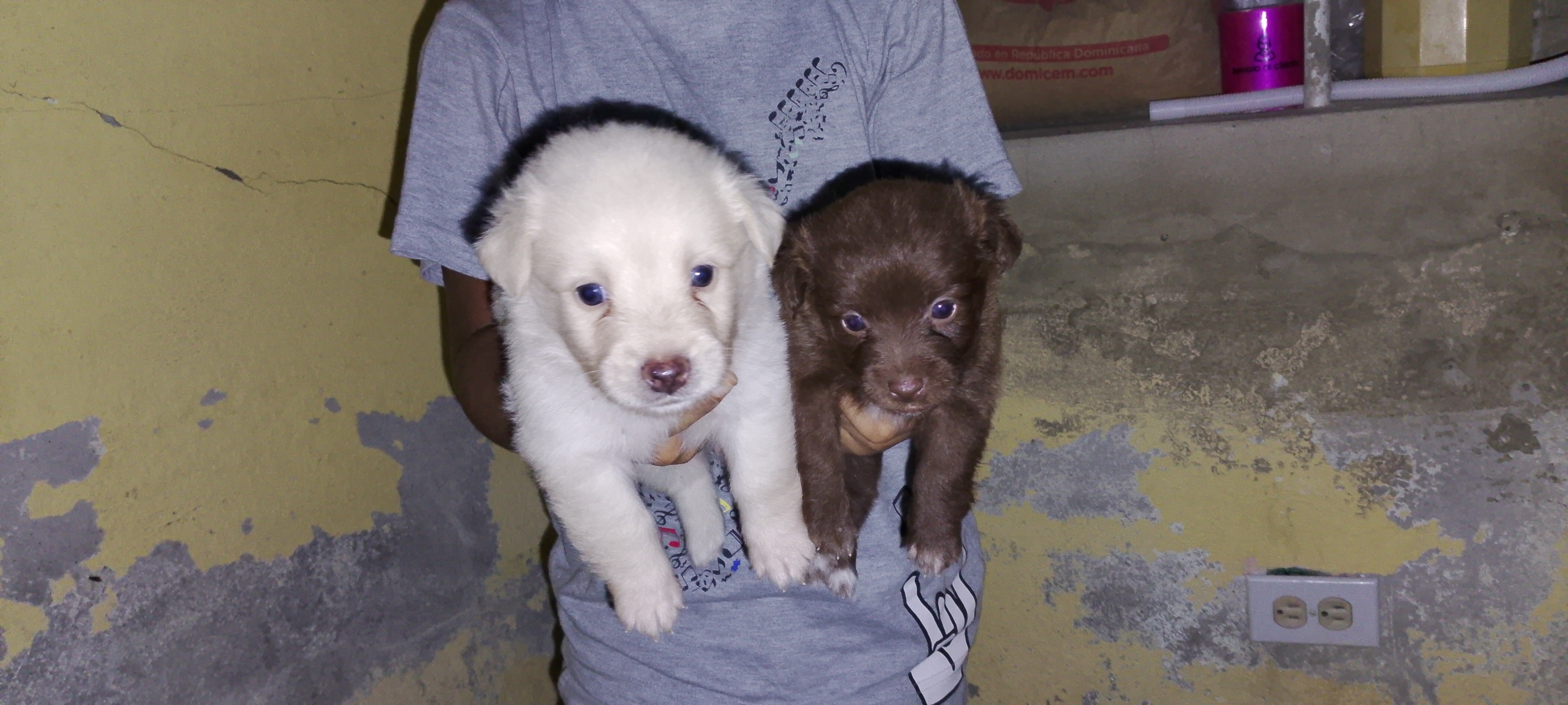 animales y mascotas - Perrito raza pequeña 