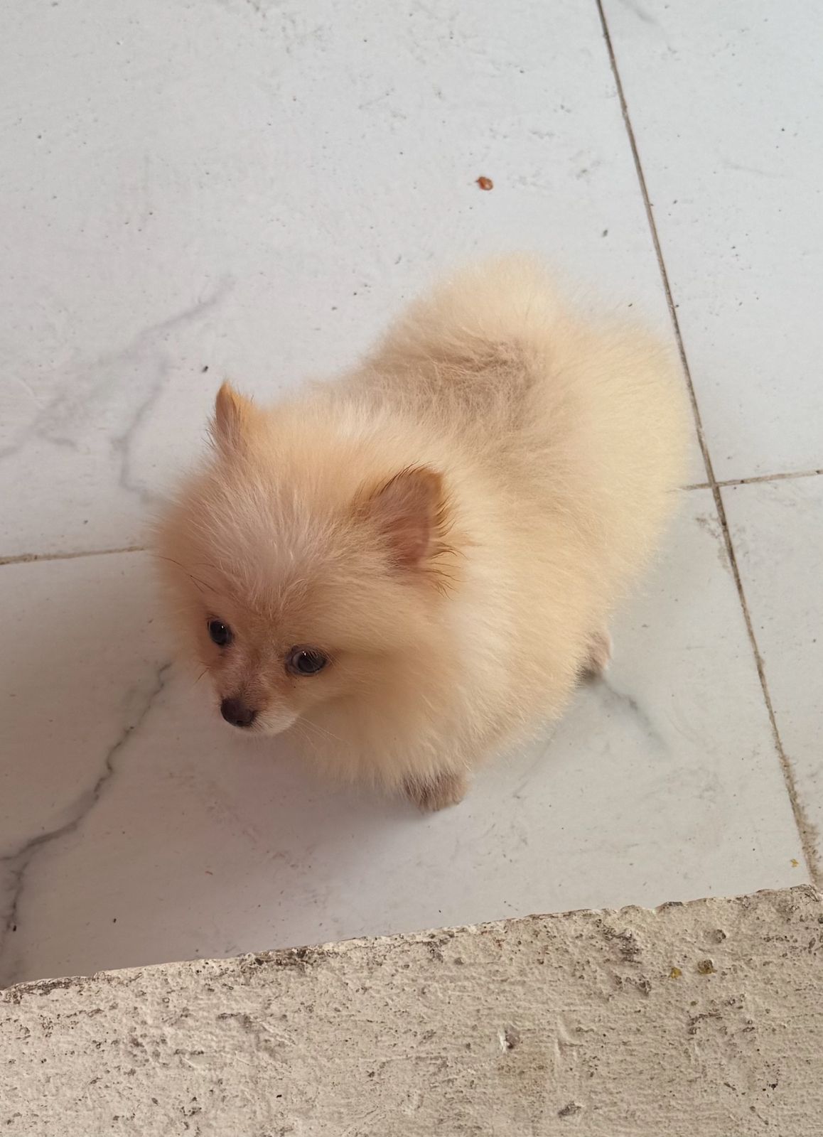 animales y mascotas - Cachorros pomerania 